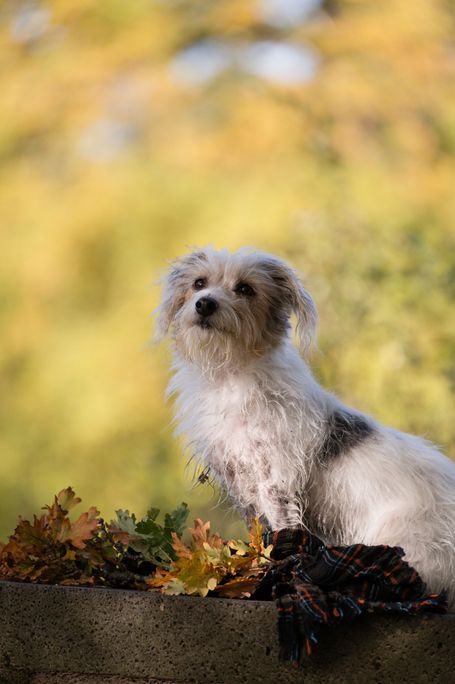 Jack Russell Terrier Outdoor