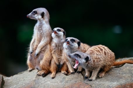 Im Zoo: Erdmännchenfamilie