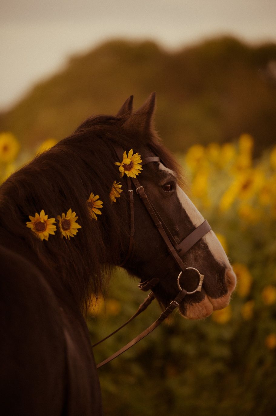 Sonnenblumenpferd