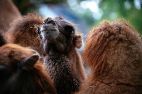 Im Zoo: Kamelstütchen