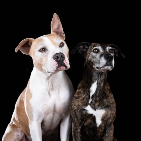 Staffordshire Terrier Doppelportrait